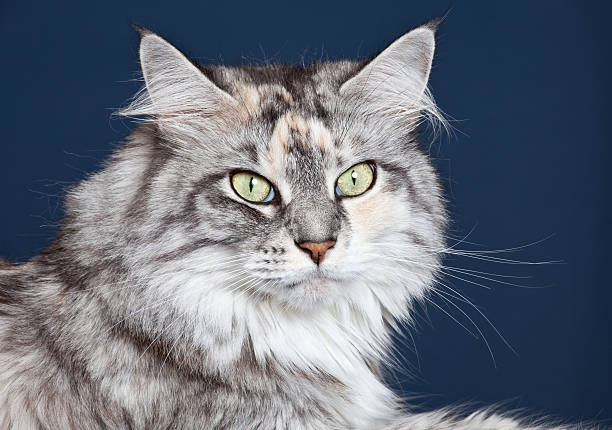 Silver maine coon cat ft.
